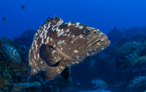 Kaş grouper fish