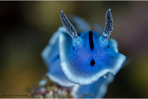 Nudibranch, sea slug