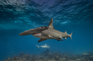 Güney Kızıldeniz Dalış Turu - hammerhead