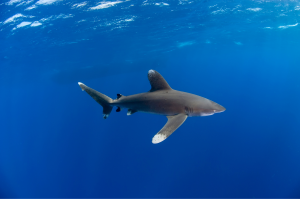 Güney Kızıldeniz Dalış Turu - oceanic white tip shark