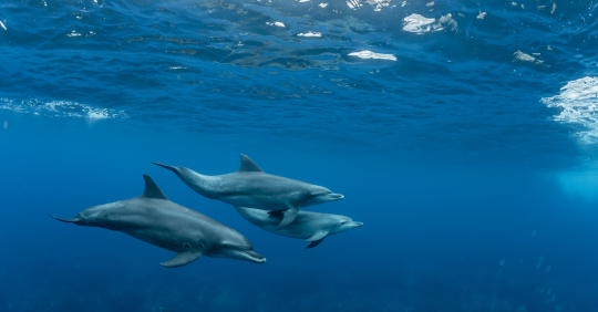 Güney Kızıldeniz Dalış Turu - Mayıs 2026