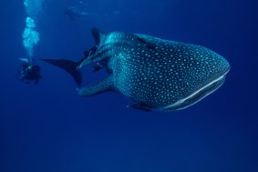 Tayland Turu 2027 - Similan Islands - Richelieu Rock